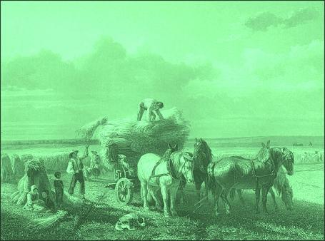 Picture of ancient Israelites gathering in the wheat
